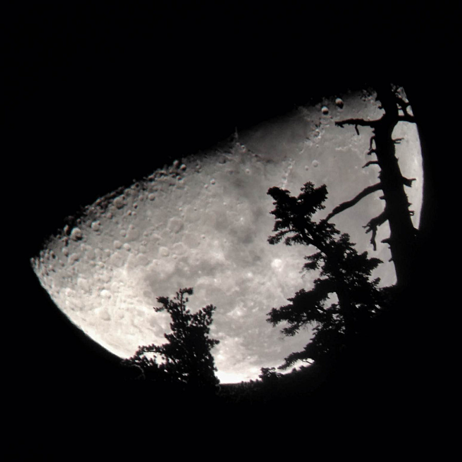 Moon through trees 2015-11-01